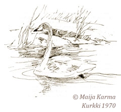 Maija Karman kuvitusta kirjaan Kurkki  1970 WSOY